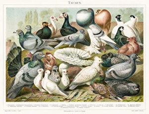 Doves chromolitograph 1895