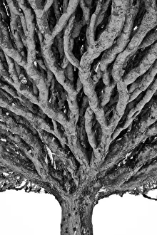 <b class=qtipBold><figcaption>Dragon blood tree</figcaption></b><br>Dracaena Cinnabari in Socotra island<br><em>© © 2010 Davide Comelli</em> Dragon blood tree