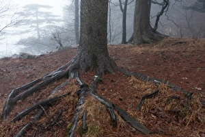 dragon claw pine. Huangshan (Yellow Mountains), Eastern China dragon claw pine. Huangshan (Yellow Mountains), Eastern China