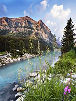 Dramatic Landscape with Flowers, Grass, Mountains and Water at Lake Louise Dramatic Landscape with Flowers, Grass, Mountains and Water at Lake Louise