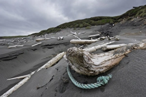 Driftwood on the beach, hike on the Fuglabjagarnes peninsula, northeastern coast, Vopnafjoerour, Iceland, Europe Driftwood on the beach, hike on the Fuglabjagarnes peninsula, northeastern coast, Vopnafjoerour, Iceland, Europe