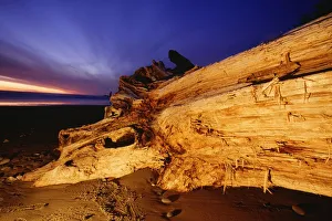 Driftwood, Olympic National Park, Washington, USA Driftwood, Olympic National Park, Washington, USA