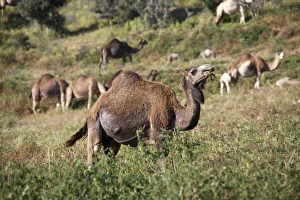 Dromedaries or Arabian Camels -Camelus dromedarius-, Morocco, Africa Dromedaries or Arabian Camels -Camelus dromedarius-, Morocco, Africa