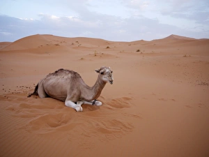 Dromedary or Arabian Camel -Camelus dromedarius-, resting in the sand dunes of the Erg Dromedary or Arabian Camel -Camelus dromedarius-, resting in the sand dunes of the Erg