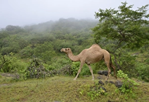 Dromedary -Camelus dromedarius- crossing the green mountains during monsoon season Dromedary -Camelus dromedarius- crossing the green mountains during monsoon season