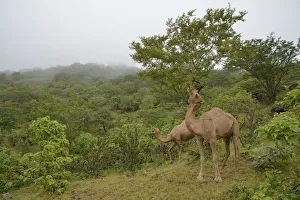 Dromedary -Camelus dromedarius- feeding from a tree during the monsoon season Dromedary -Camelus dromedarius- feeding from a tree during the monsoon season
