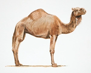 Dromedary, Camelus dromedarius, side view of camel Dromedary, Camelus dromedarius, side view of camel