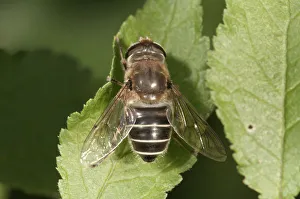 Dronefly -Eristalis tenax-, female sunbathing, Untergroeningen, Baden-Wuerttemberg Dronefly -Eristalis tenax-, female sunbathing, Untergroeningen, Baden-Wuerttemberg