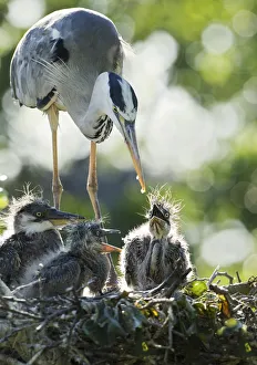 <b class=qtipBold><figcaption>Last drop</figcaption></b><br>Heron feeding their young.Little chicks are not able to eat the whole fish. Parents crushed and partially digested food for them.<br><em>© Andrey Narchuk</em> Last drop