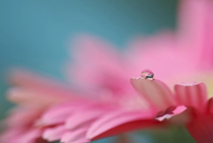 <b class=qtipBold><figcaption>Droplet on daisy</figcaption></b><br>Macro of tiny droplet on vibrant pink daisy petal.<br><em>© 2010-2011 Susan Gary</em> Droplet on daisy