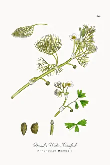 Drouetas Water Crowfoot, Ranunculus Drouetii, Victorian Botanical Illustration, 1863 Drouetas Water Crowfoot, Ranunculus Drouetii, Victorian Botanical Illustration, 1863