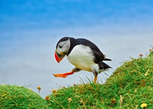 Drunk puffin in Latrabjarg cliffs, Iceland Drunk puffin in Latrabjarg cliffs, Iceland