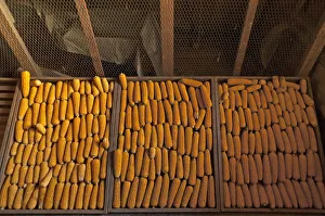 Drying corn cobs -Zea mays subsp. mays-, Bavaria, Germany Drying corn cobs -Zea mays subsp. mays-, Bavaria, Germany
