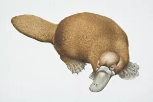 Images Dated 19th May 2006: Duck-billed Platypus, Ornithorhynchus anatinus, front view