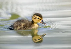 Duckling, Mallard Duck -Anas plathyrhynchos-, reflection Duckling, Mallard Duck -Anas plathyrhynchos-, reflection