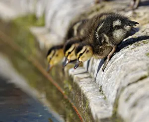 Ducklings, Mallard Duck -Anas plathyrhynchos- about to leap into the water Ducklings, Mallard Duck -Anas plathyrhynchos- about to leap into the water