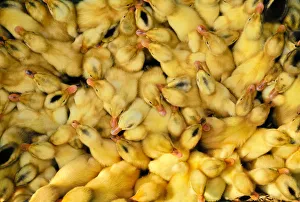 Ducklings at the market of Hoi An, Vietnam, Southeast Asia Ducklings at the market of Hoi An, Vietnam, Southeast Asia