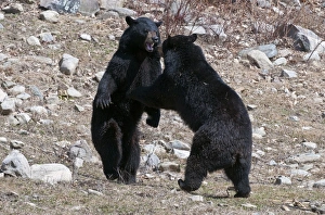 <b class=qtipBold><figcaption>Dueling Black Bears</figcaption></b><br>Two adult Black bears are standing face to face in mock aggression.<br><em>© Copyright 2011</em> Dueling Black Bears