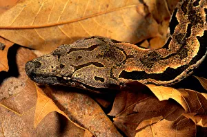 Dumerils Boa (acrantophis dumerili), close-up