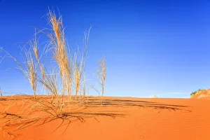 Dune grass on the crest of a red dune of Sossousvlei at daybreak providing long shadows Dune grass on the crest of a red dune of Sossousvlei at daybreak providing long shadows