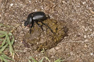Dung Beetle -Scarabaeus semipunctatus- forming a ball of sheep dung, Lake Kerkini region, Greece, Europe Dung Beetle -Scarabaeus semipunctatus- forming a ball of sheep dung, Lake Kerkini region, Greece, Europe