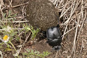 Dung Beetle -Scarabaeus semipunctatus- rolling a ball of sheep dung, Lake Kerkini region, Greece, Europe Dung Beetle -Scarabaeus semipunctatus- rolling a ball of sheep dung, Lake Kerkini region, Greece, Europe