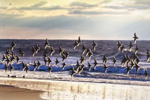 Dunlin in Flight Against Blue Waves and Beach at Jones Beach, Long Island Dunlin in Flight Against Blue Waves and Beach at Jones Beach, Long Island