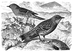 Dunnock, Prunella modularis and alpine accentor, Prunella collaris Dunnock, Prunella modularis and alpine accentor, Prunella collaris