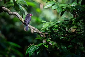 <b class=qtipBold><figcaption>Dusky Broadbill</figcaption></b><br>A Dusky Broadbill resting on a perch at Kaeng Krachan National Park, Thailand<br><em>© 2016 Phoo Chan</em> Dusky Broadbill