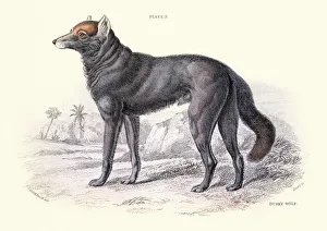 Dusky or clouded wolf, Canis nubilus, Wildlife art Dusky or clouded wolf, Canis nubilus, Wildlife art