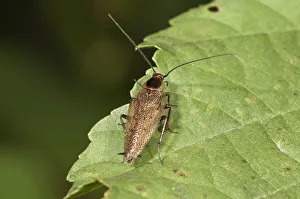 Dusky Cockroach -Ectobius lapponicus- Untergroeningen, Baden-Wuerttemberg, Germany, Europe Dusky Cockroach -Ectobius lapponicus- Untergroeningen, Baden-Wuerttemberg, Germany, Europe
