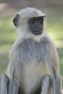 Dussumier's Malabar Langur or Southern Plains Gray Langur -Semnopithecus dussumieri Dussumier's Malabar Langur or Southern Plains Gray Langur -Semnopithecus dussumieri
