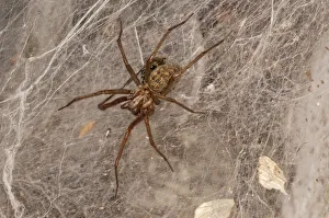 Dust spider or Dustbunny Spider -Tegenaria atrica- in the spiderweb, Baden-Wurttemberg Dust spider or Dustbunny Spider -Tegenaria atrica- in the spiderweb, Baden-Wurttemberg