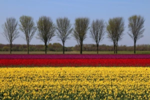 Netherlands Gallery: Almere Collection