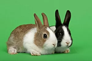 Black Color Collection: Two Dutch rabbits