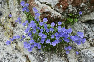 Dwarf campanula or bellflower -Campanula cochleariifolia-, Buergenstock, Switzerland Dwarf campanula or bellflower -Campanula cochleariifolia-, Buergenstock, Switzerland