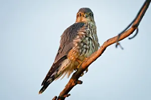 <b class=qtipBold><figcaption>Eagle</figcaption></b><br>Eagle on tree Branch in Fremont<br><em>© Phoo Chan</em> Eagle