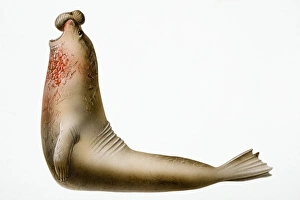 Earless Seal, marine mammal with object on nose and blood on neck Earless Seal, marine mammal with object on nose and blood on neck