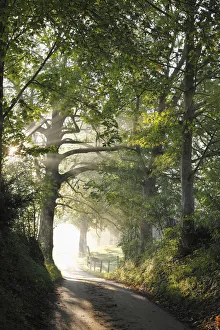 Early morning, beech-lined alley in Gasse near Gmund on Tegersee Lake, Upper Bavaria Early morning, beech-lined alley in Gasse near Gmund on Tegersee Lake, Upper Bavaria