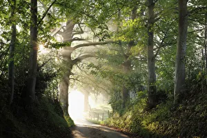 Beech Gallery: Early morning, beech-lined alley in Gasse near Gmund on Tegersee Lake, Upper Bavaria, Bavaria
