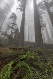 Images Dated 5th May 2016: Early morning mist in redwood forest, Redwood National Park, California, USA