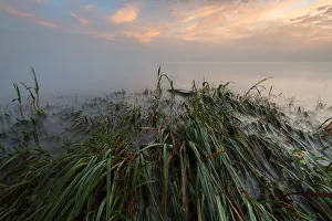 Early morning mood on the shore near Landschlacht, Lake Constance, Switzerland, Europe Early morning mood on the shore near Landschlacht, Lake Constance, Switzerland, Europe