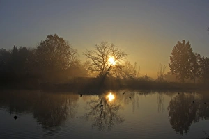 Early morning with sunrise in a pond area, district of Mittelberg, Biberach, Upper Swabia Early morning with sunrise in a pond area, district of Mittelberg, Biberach, Upper Swabia