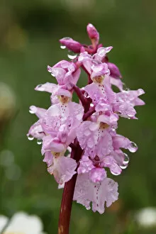 Flowering Collection: Early Purple Orchid (Orchis mascula), Burren, County Clare, Ireland, Europe