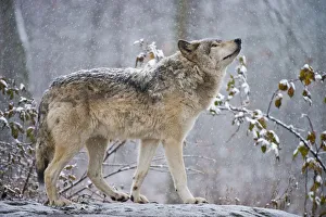 <b class=qtipBold><figcaption>Easter gray wolf In winter</figcaption></b><br>An Eastern Gray Wolf or Timber Wolf standing on a rock in the winter.<br><em>© All Rights Reserved Worldwide. All photographs are owned and copyright by Michael Cummings. Do not use, edit or in anyway alter</em> Easter gray wolf In winter