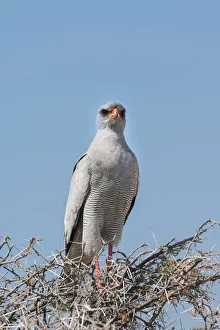 Eastern Chanting Goshawk -Melierax poliopterus- sitting in dry acacia, Etosha National Park Eastern Chanting Goshawk -Melierax poliopterus- sitting in dry acacia, Etosha National Park