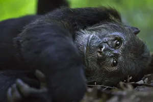 Eastern chimpanzee alpha male Ferdinand aged 20 years resting Eastern chimpanzee alpha male Ferdinand aged 20 years resting