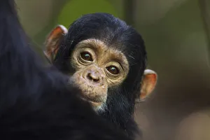 Eastern chimpanzee female baby Tarime aged 7 months peering from behind her mother Eastern chimpanzee female baby Tarime aged 7 months peering from behind her mother