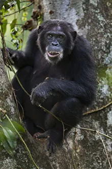 Eastern chimpanzee female Dilly aged 27 years feeding on figs Eastern chimpanzee female Dilly aged 27 years feeding on figs