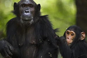 Eastern chimpanzee female Gaia aged 20 years with her son Google aged 4 years Eastern chimpanzee female Gaia aged 20 years with her son Google aged 4 years